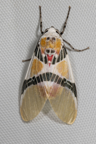 Idalus carinosa