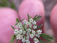 Daucus pusillus