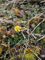 Potentilla verna