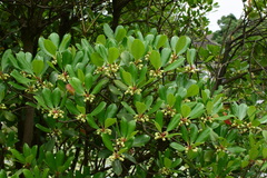 Ternstroemia gymnanthera