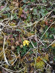 Potentilla verna