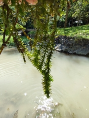 Hydrilla verticillata