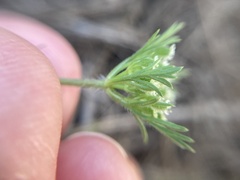 Daucus pusillus