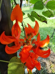 Erythrina poeppigiana