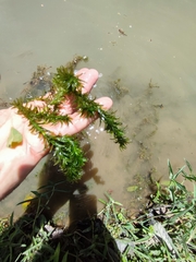 Hydrilla verticillata