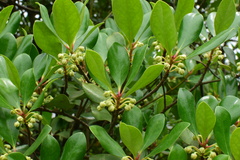 Ternstroemia gymnanthera