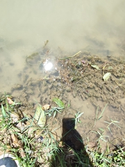 Hydrilla verticillata