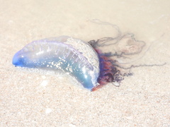 Physalia