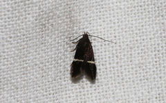 Aproaerema cinctella