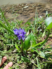 Pontederia vaginalis