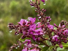 Pseudarthria hookeri