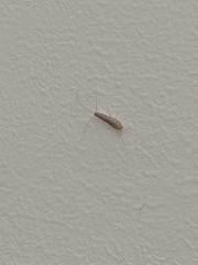 Ctenolepisma longicaudatum