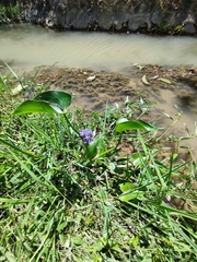 Pontederia vaginalis