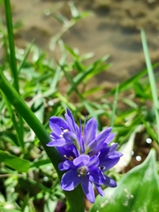 Pontederia vaginalis