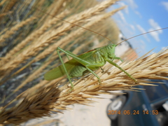 Tettigonia