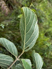 Pseudarthria hookeri