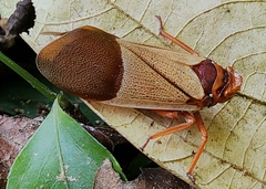 Polydictya vietnamica