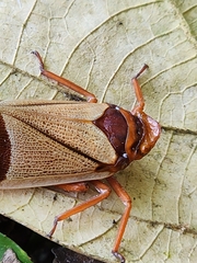 Polydictya vietnamica