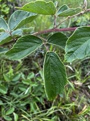 Pseudarthria hookeri