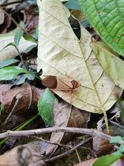 Polydictya vietnamica