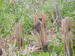 Lonchura punctulata topela
