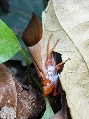 Polydictya vietnamica