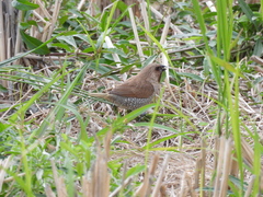 Lonchura punctulata topela