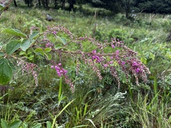 Pseudarthria hookeri