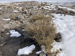 Ephedra nevadensis