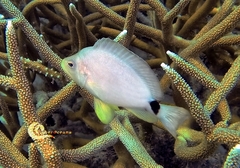 Hypoplectrus unicolor