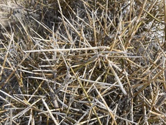 Ephedra nevadensis
