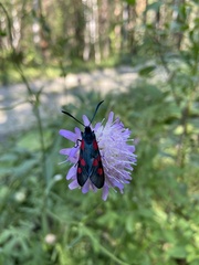 Zygaena lonicerae