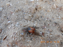 Anisoplia austriaca