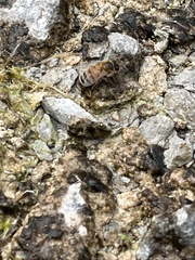 Apis mellifera