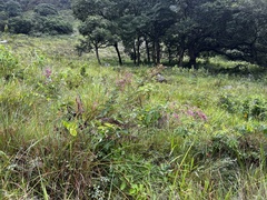 Pseudarthria hookeri