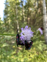 Zygaena lonicerae