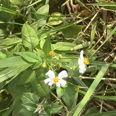 Bidens alba