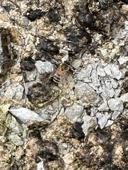 Apis mellifera