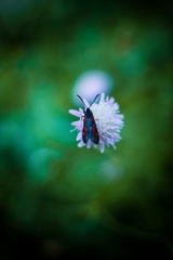 Zygaena lonicerae