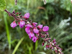 Pseudarthria hookeri