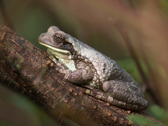 Trachycephalus typhonius