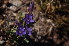 Gentianella amarella