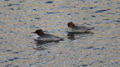 Mergus merganser merganser