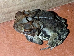 Incilius melanochlorus