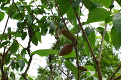 Chimonanthus praecox