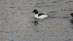 Mergus merganser merganser