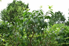 Chimonanthus praecox