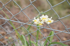 Narcissus tazetta