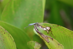 Onychargia atrocyana