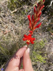 Tritoniopsis triticea